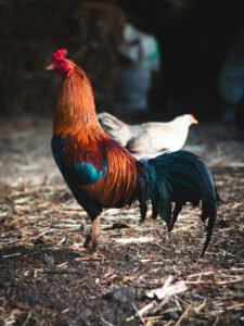 sabung ayam