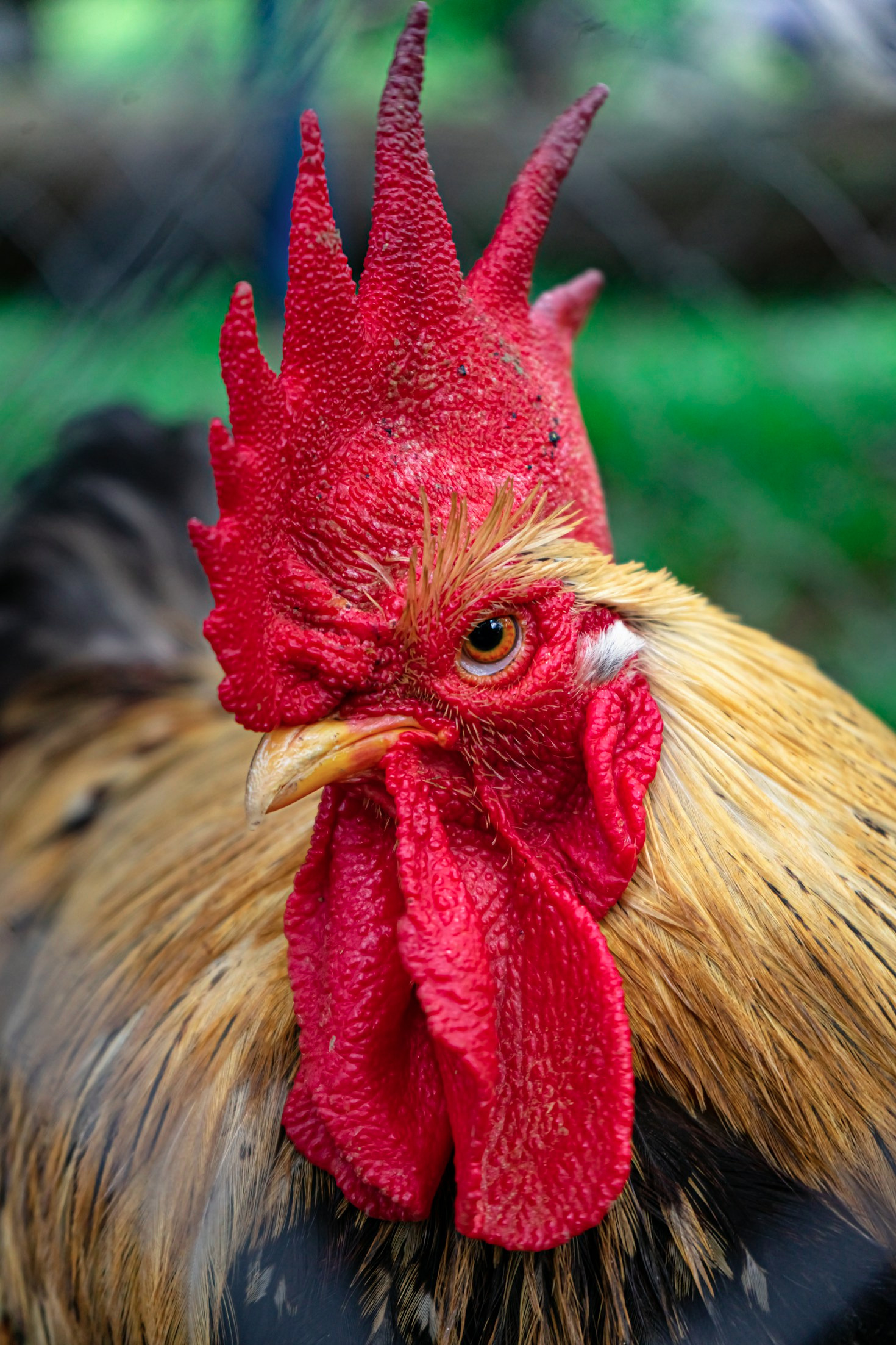 Panduan Sabung Ayam Terbaru 2025: Dari Nol Sampai Jago Bareng Mainaku & Qrisboss! 🐔