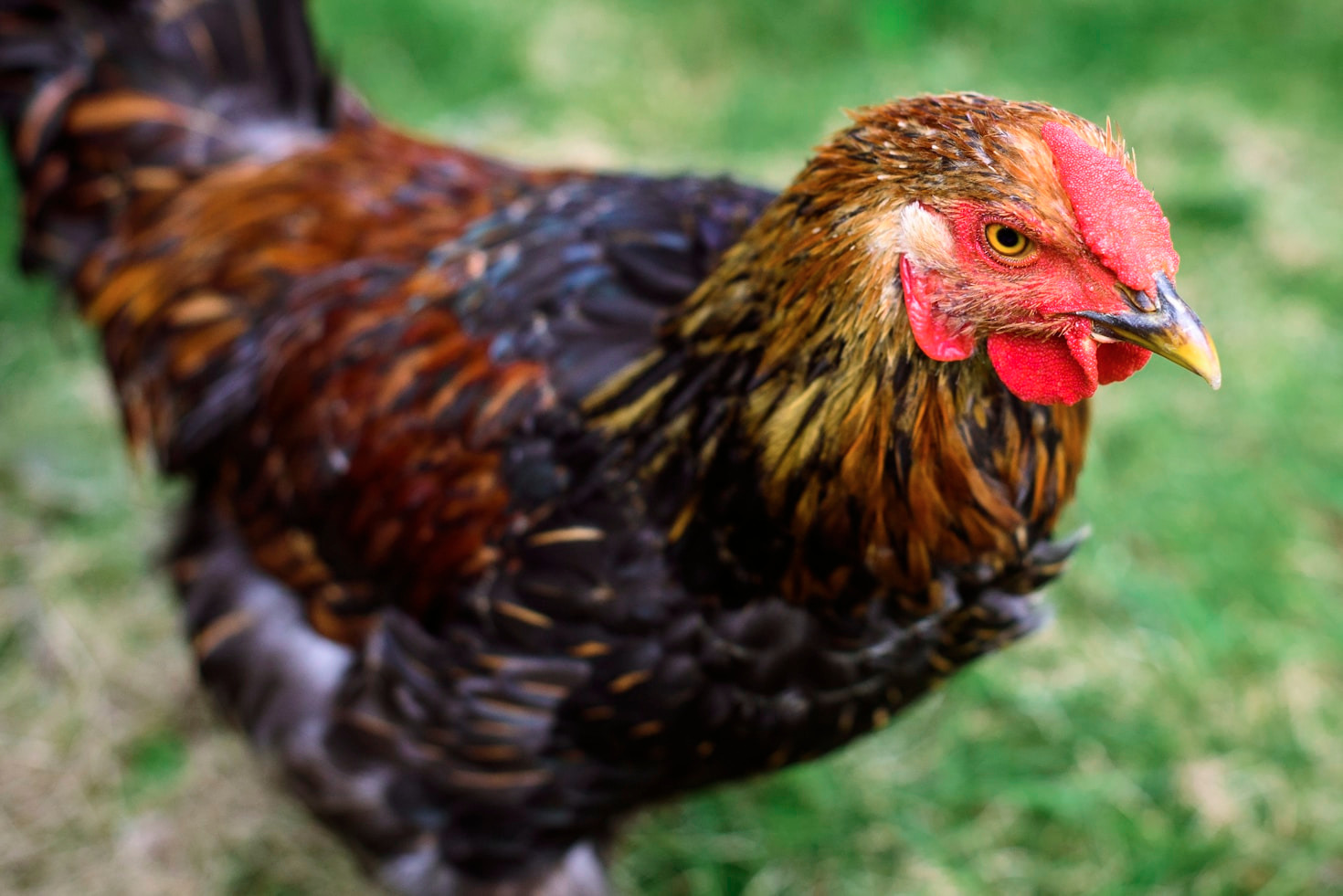 🐓 Mengenal Jenis-Jenis Ayam Aduan Terpopuler di Dunia: Favorit Para Botoh 2025!