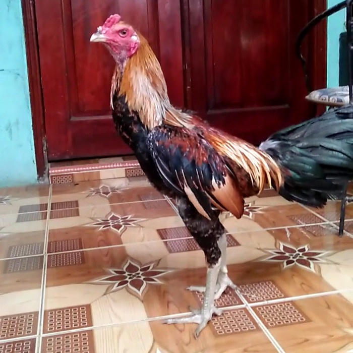 Cara Menilai Mental Ayam Sebelum Laga Dimulai