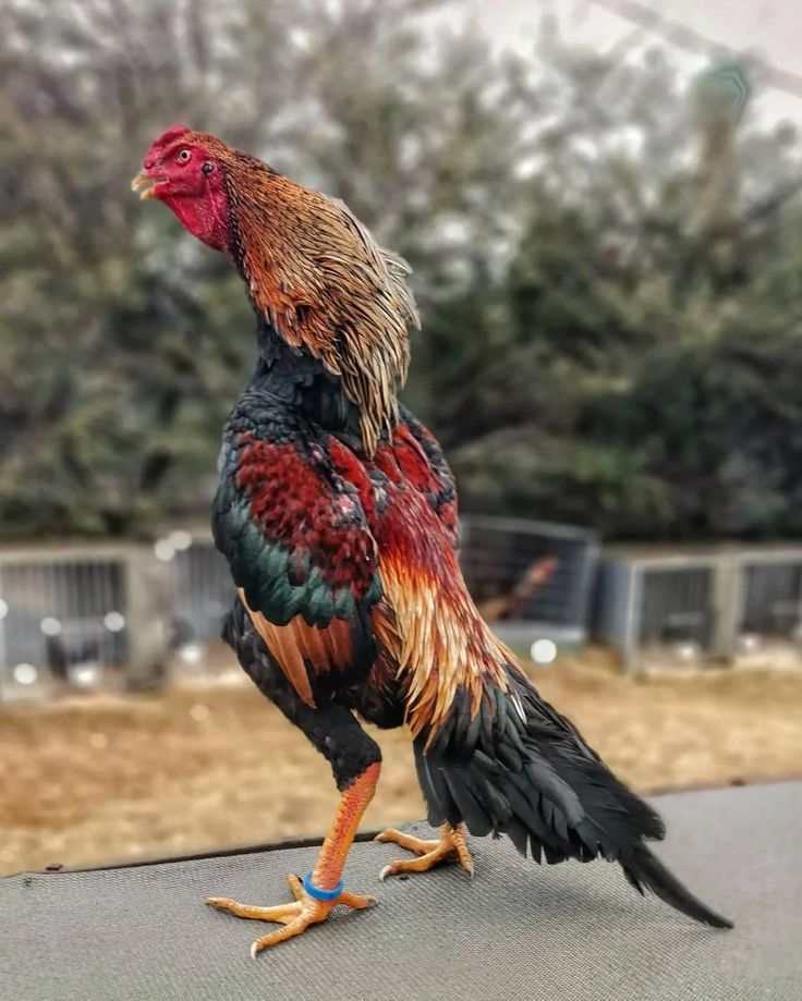 ⚠️ Waspada! Begini Cara Membedakan Situs Sabung Ayam Online Legal dan Ilegal di 2025!