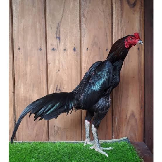 Jenis Pakan Terbaik untuk Ayam Bangkok MAINAKU & QRISBOS