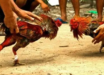 Baru Mau Mulai? Ini Cara Bermain Sabung Ayam dari 0 Sampai Jadi Botoh Jago di 2025!